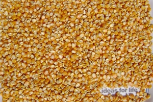 peanut kernel, yellow corn