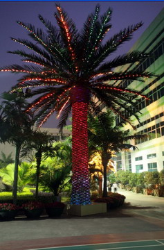 PHOENIX CANARIENSIS WITH LED