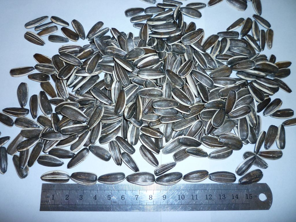 sunflower seeds