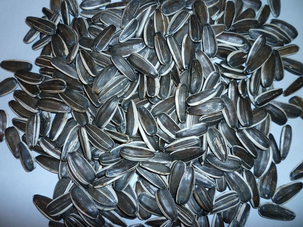 sunflower seeds5009