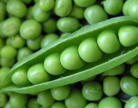 Green peas for Can food manufacture