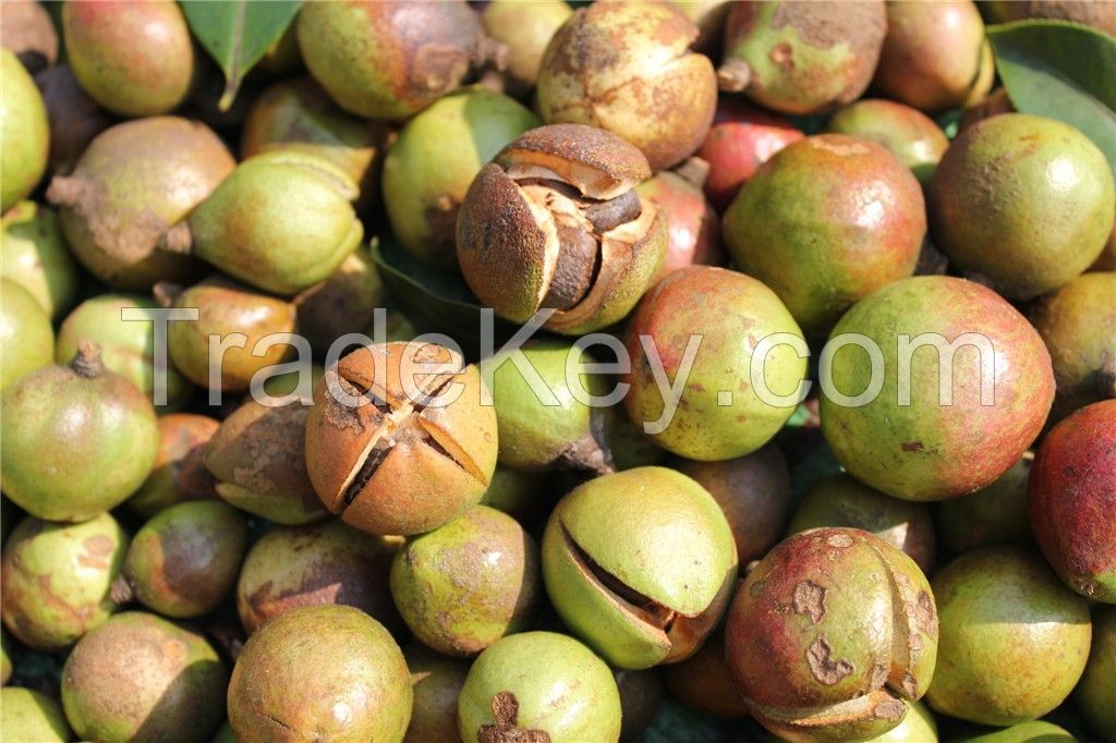 100% Natural Camellia Oil Seeds from Middle China Mountain Edible Oil Seeds