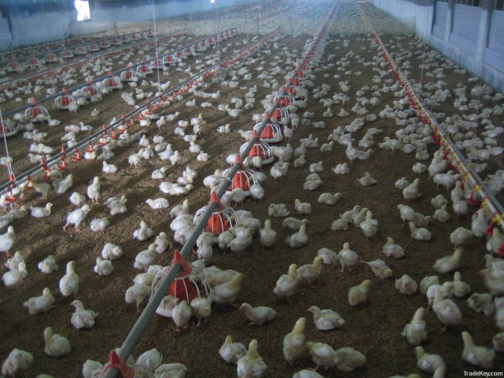 Automatic Poultry Broiler