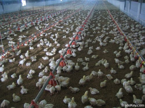 Chicken farming equipment