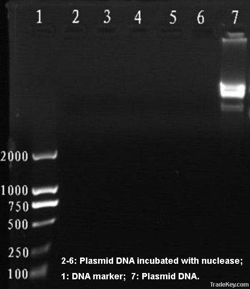 Recombinant nuclease