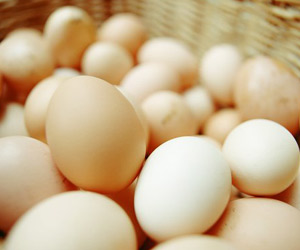 Fresh Eggs/Chicken Eggs