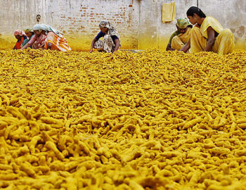 Turmeric Finger