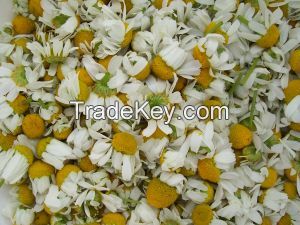 CHAMOMILE FLOWER