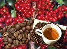 Export Coffee Beans | Coffee Bean Importer | Coffee Beans Buyer | Buy Coffee Beans | Coffee Bean Wholesaler | Coffee Bean Manufacturer | Best Coffee Bean Exporter | Low Price Coffee Beans | Best Quality Coffee Bean | Coffee Bean Supplier | Sell Coffee Bea