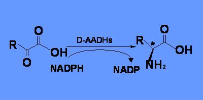 D-amino acid dehydrogenase