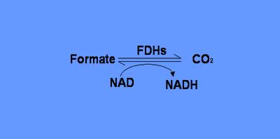 formate dehydrogenase