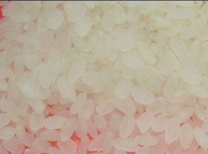 round grain rice