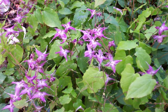 epimedium extract