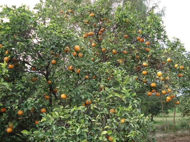 Mandarin Oranges