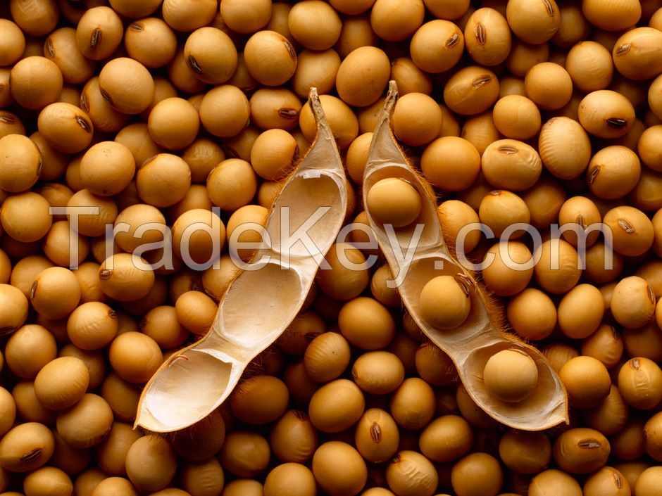 Soybean