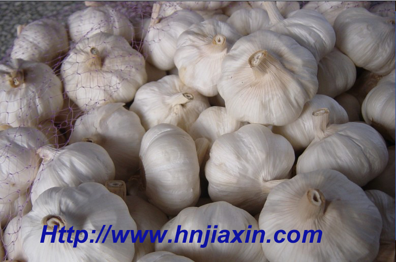 Normal White Garlic (20kgs mesh bag)