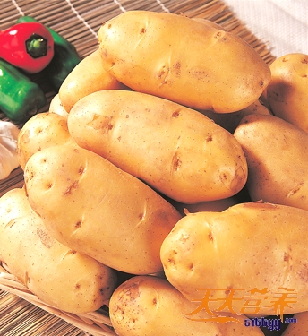 Chinese potato, Holland potato