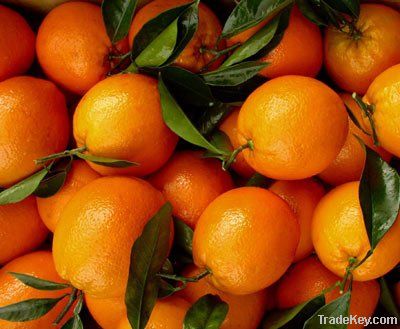 A class Navel orange