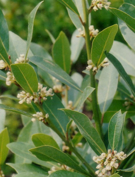 Dried organic bay leaves