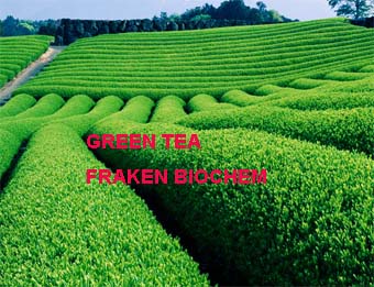 Green tea extract