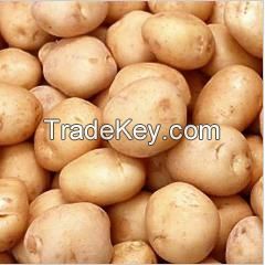 Fresh Potatoes Export Quality