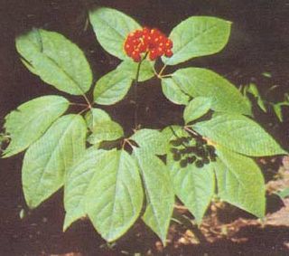 Supply  Ginseng *****