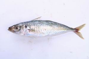 horse mackerel