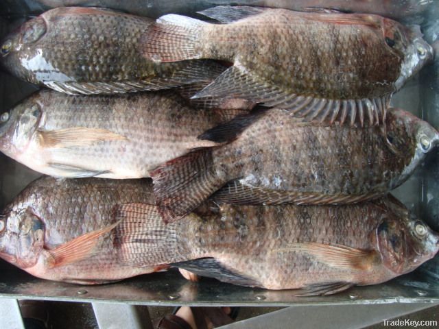 Frozen Black tilapia