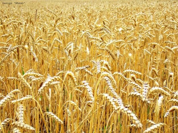 feed wheat