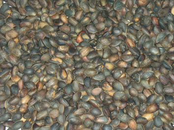 Middle size Raw Inshell Pine Nuts - Bird Feed