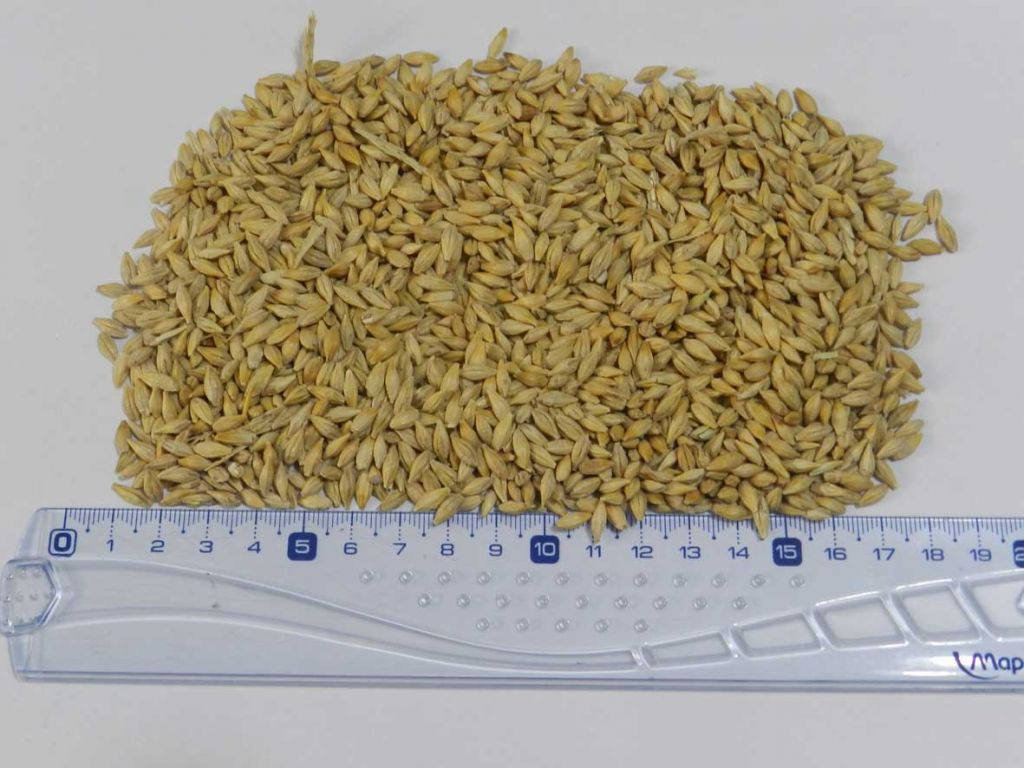 Animal feed products from Argentina - corn, barley, soybeans and soybean/peanut meal