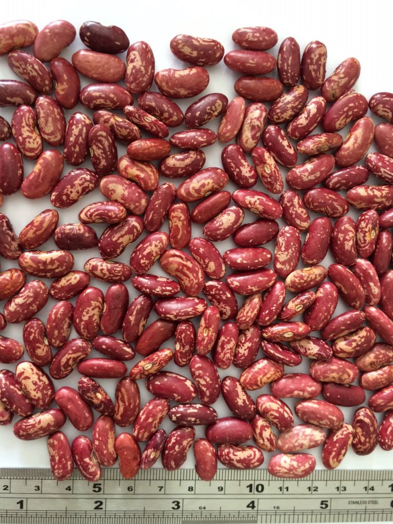 Red, black and speckled beans from South America