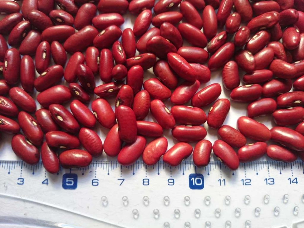 Red, black and speckled beans from South America