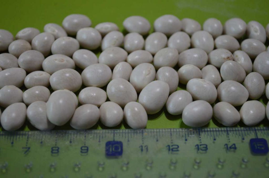 White beans from South America