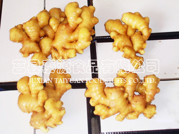 Supply Ginger (Shandong, China)