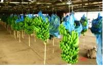 Fresh Cavendish Banana for Export