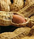 peanut in shell