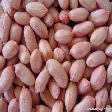 peanut kernel