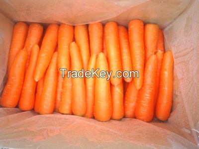 Fresh Carrots