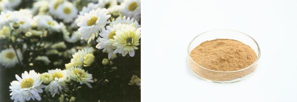 Chrysanthemum Instant Powder