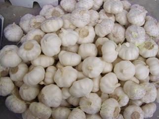 Sell pure white garlic