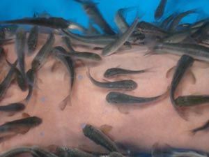 Doctor Fish Spa Massage &amp; Treatment Project