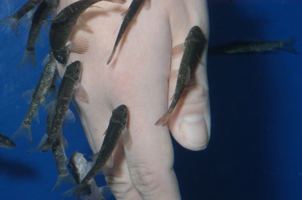 Doctor Fish Garra Rufa Fish