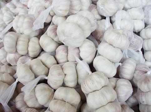 garlic