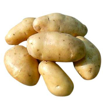 Holland Potato