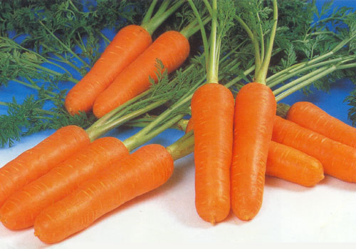 fresh carrot