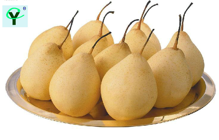 Asian Pear