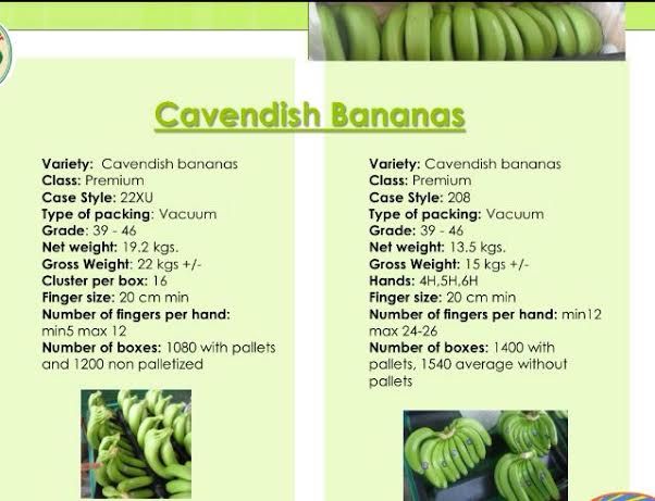 Cavandish Bananas 
