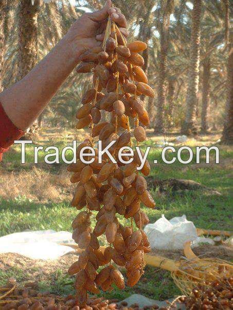 Dates fruits 