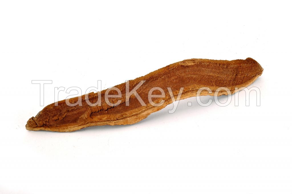 Ganoderma Lucidum slice